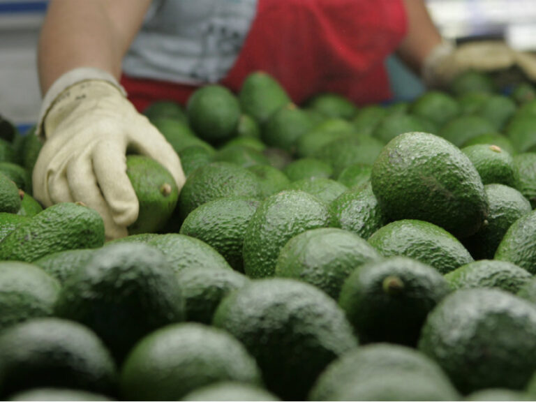 Luis Doporto Alejandre: Aguacate mexicano genera cadenas de valor importantes para el país