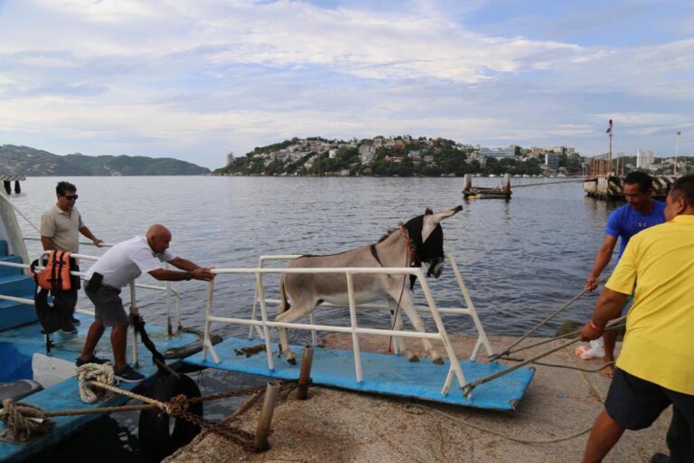 El burro Manolín, emblemático de La Roqueta, ya es libre