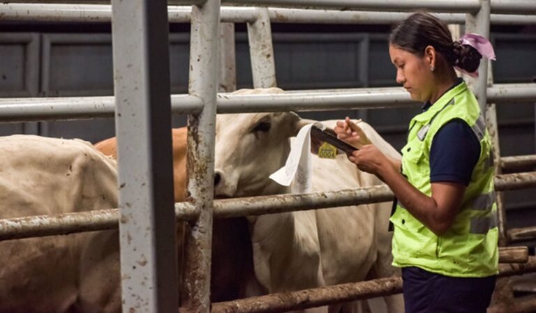 Sheinbaum asegura 'no hay fecha' para reanudar exportaciones de ganado a EU