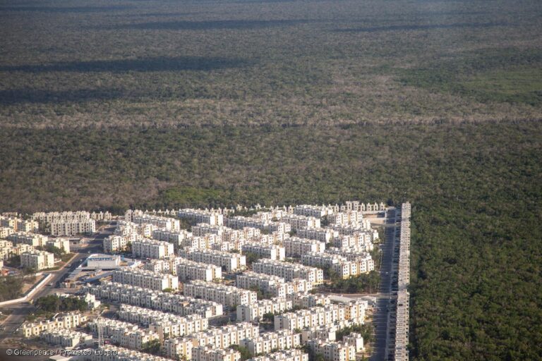 La devastación de la Selva Maya es real: Greenpeace