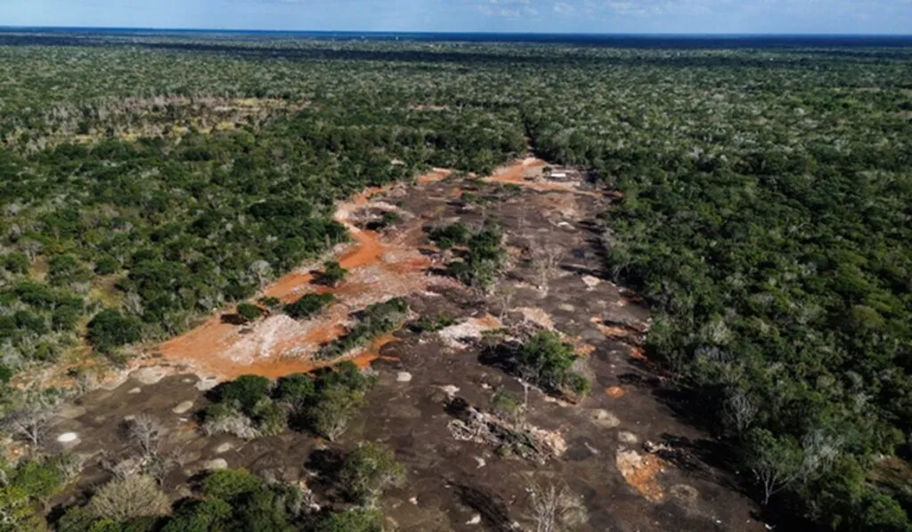 Profepa clausura predio en Yucatán por remoción ilegal de vegetación forestal
