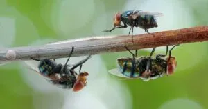 Ante la amenaza persistente del gusano barrenador, veterinarios de la Academia Veterinaria de Monterrey evalúan la eficacia de repelentes.