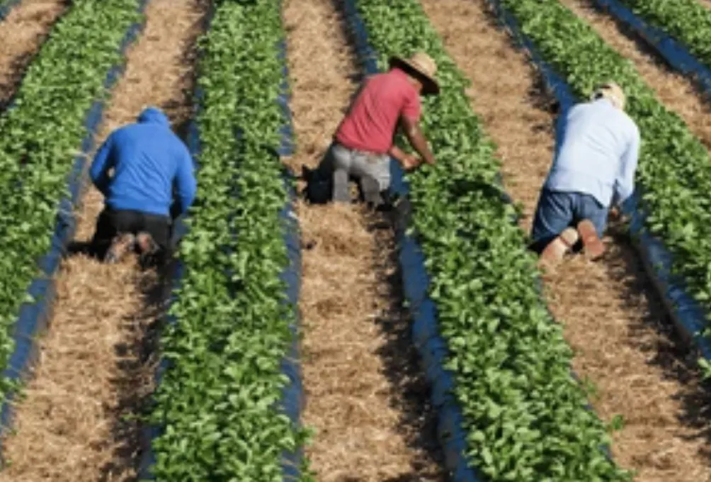 Alejandro Martínez Araiza reflexiona sobre migración, política laboral y relaciones entre México y Estados Unidos.